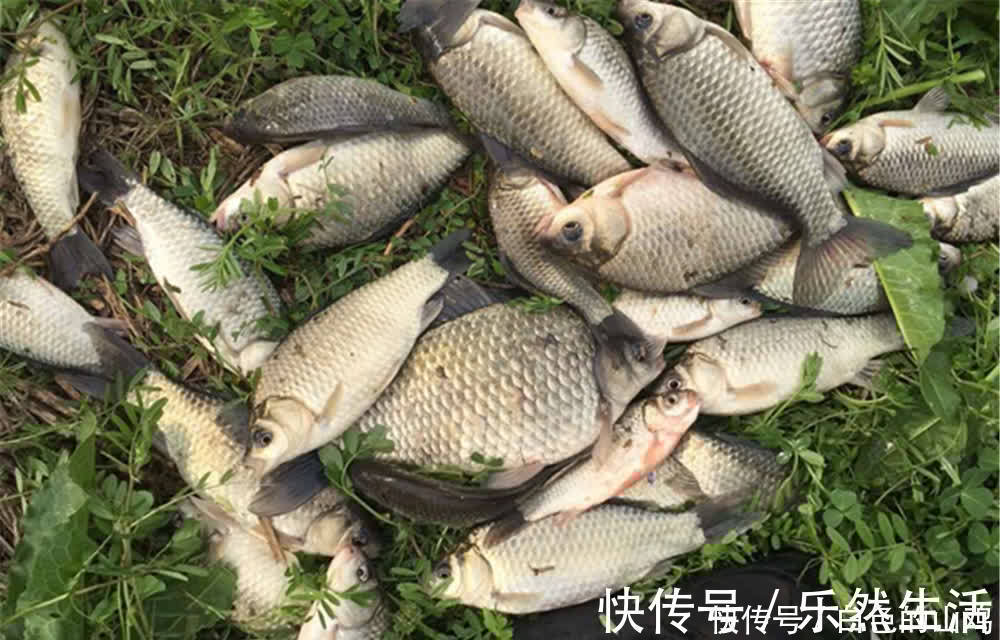 在有水草的地方钓鲫鱼，钓点不能随意选择，有时候明水中鱼更多