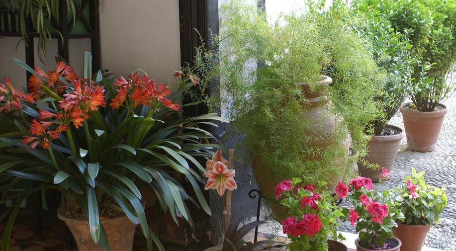 往君子兰盆里扔垃圾后会怎样,答案它只会越长越好