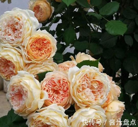 修剪|要想月季开爆花,只需4招,来年月季变成绣花球