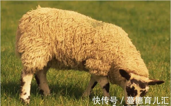 属羊人|10羊9苦：以下4个年份出生的属羊人天生“老板命”，看看你家有吗