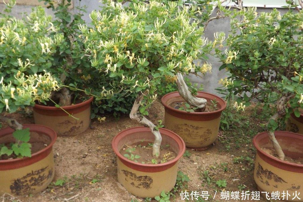 在家这样养金银花,让花朵轻松开满枝头,再也不用花钱买了