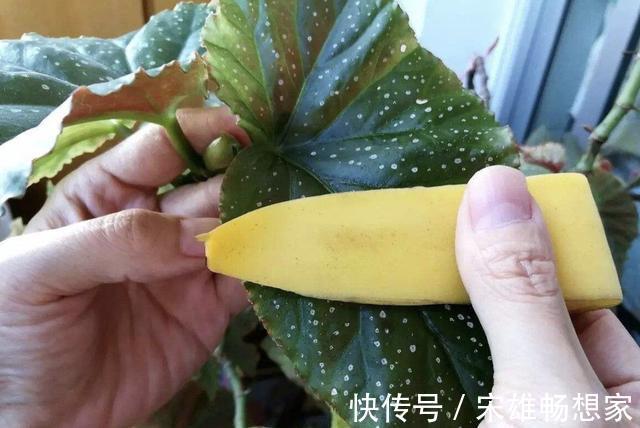 别给花卉用“营养剂”,此种“肥水”,营养多,2个月浇1次,旺盛