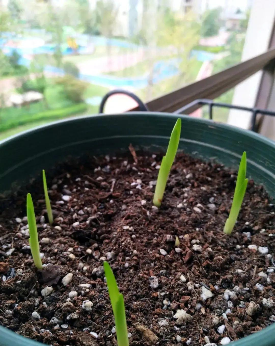 秋天|秋天必养的11种花，冬天特别耐寒，南北方都能养