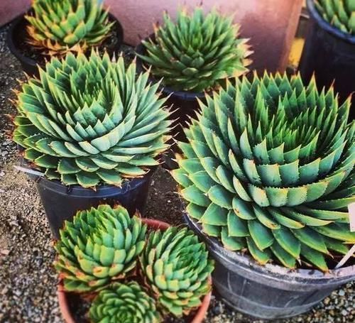 高山雪莲|一盆芦荟1万多,一棵能长50年,越老越值钱,你见过芦荟女王吗