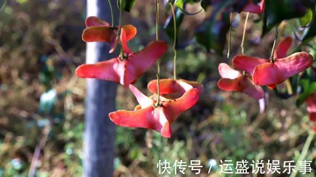 4种“转运”花,能为家人带来好运,寓意大富大贵,新年健健康康