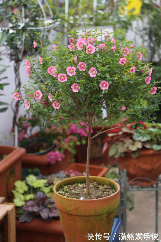 中心花|喜欢养菊,就养盆“菊中珍品”枫林夕照,似晚霞枫叶,百媚妖娆