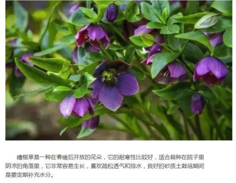 这些花朵精致的植物适合在秋季栽培，春天能开出灿烂的花朵！