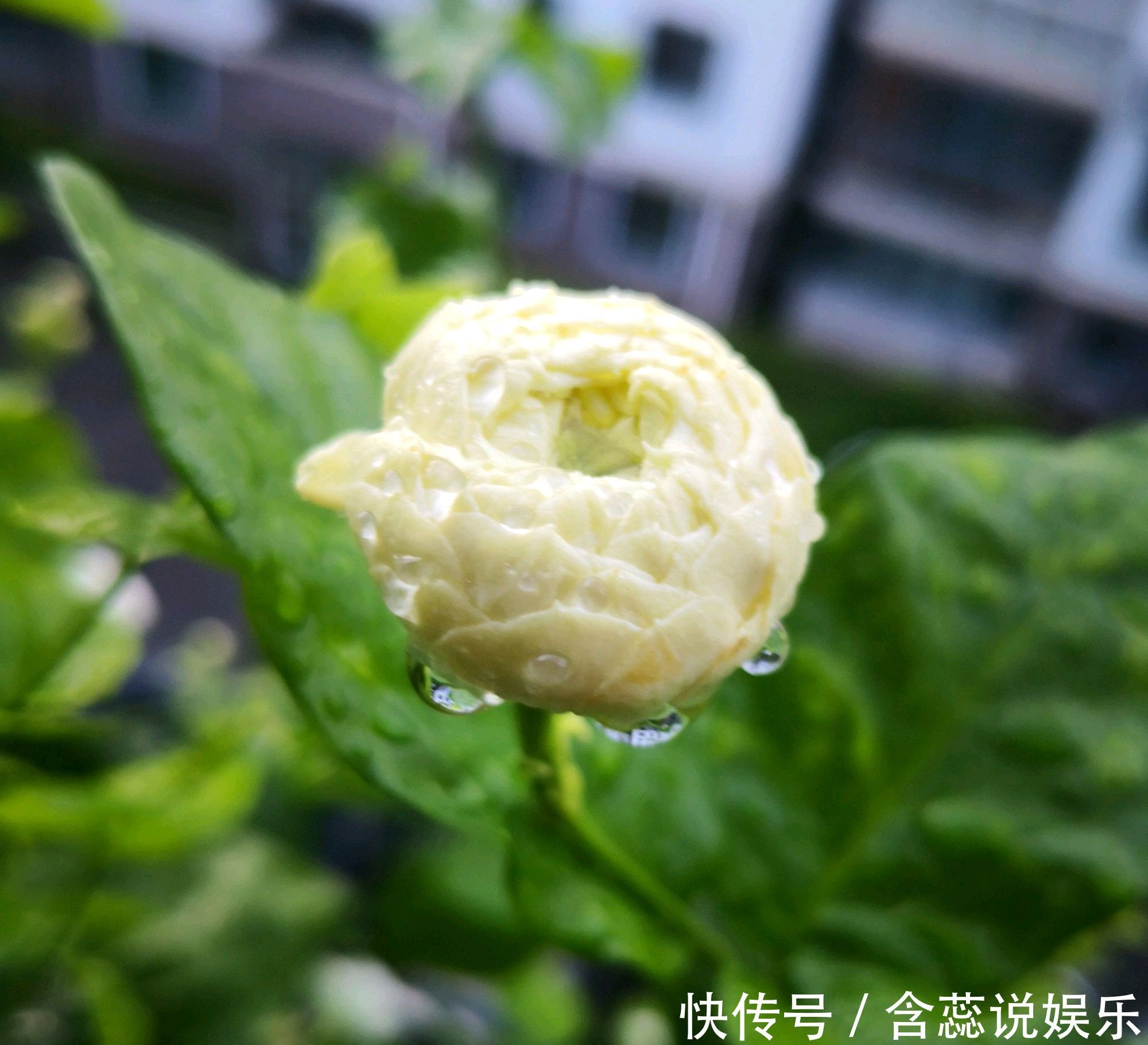 枝条|茉莉花总是不开花怪你剪错枝条，要明白茉莉花开花和枝条的关系