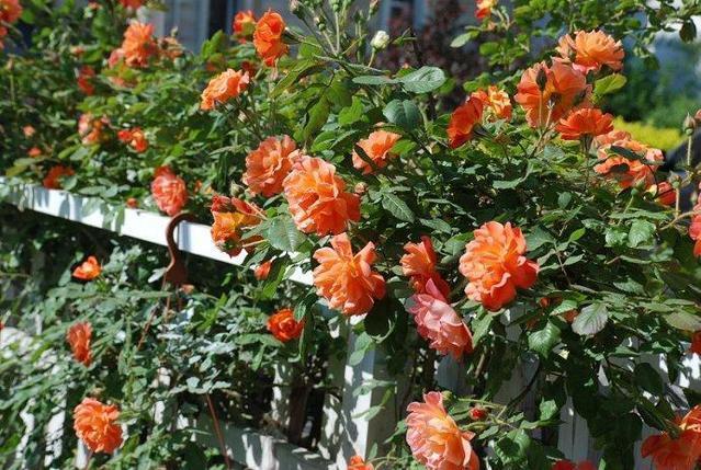 不要羡慕别人的月季花好看，月季做到这些养护你也能，赶快行动吧