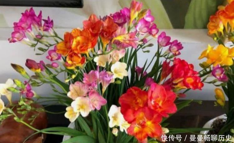 花草|家里养此款花卉，便宜又好养，堪称是开花机器，养在阳台极美