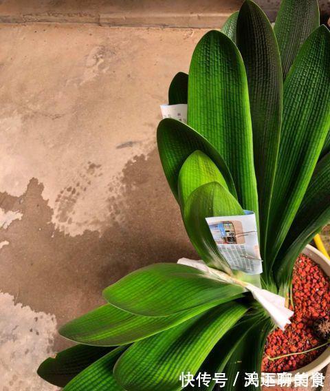 矿泉水瓶|给君子兰喝一种饮料，一年长6片叶片，闪亮发光