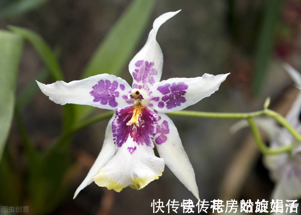 养兰花够酸才能长得旺,掌握好3个“通”字,轻松养好几百盆