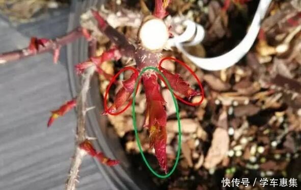 春季养月季,一定要掐芽,开花多10倍,长得枝肥叶壮,爬满阳台!