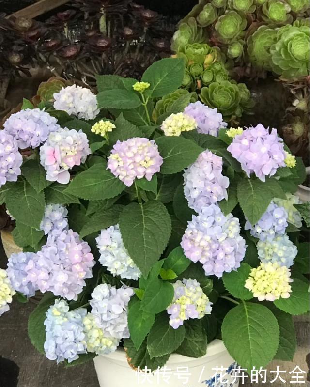 3种花养在小盆里，2年变老桩，茎干粗壮开花香，1次能开50朵