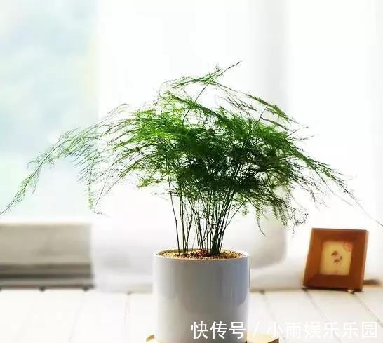 冬季养花大全，家里有这21种花的看过来