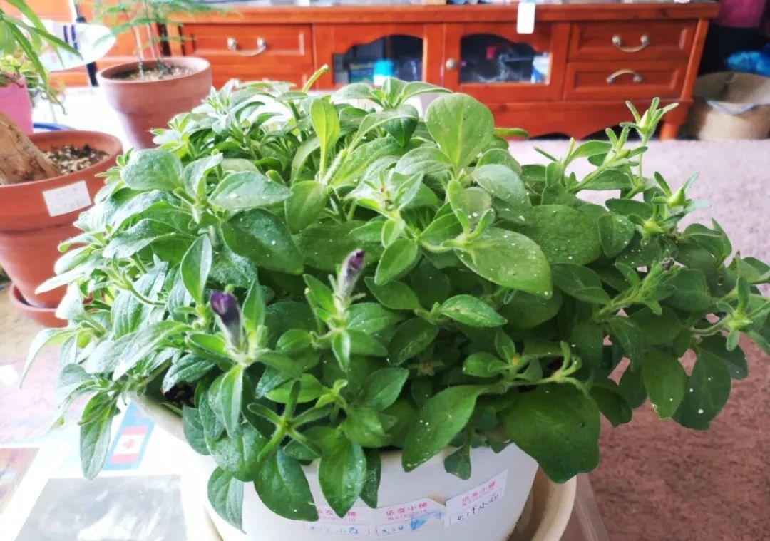 种花|8种花赶紧剃头,剃得越狠,开花越多