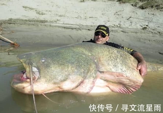 外国男子在河边钓鱼,竟被鱼竿直接拽进了河里,抱上来一瞧发财喽