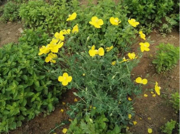 野草|牙疼不是病,疼起来要命,这种野草对牙痛有奇效,农民却除掉