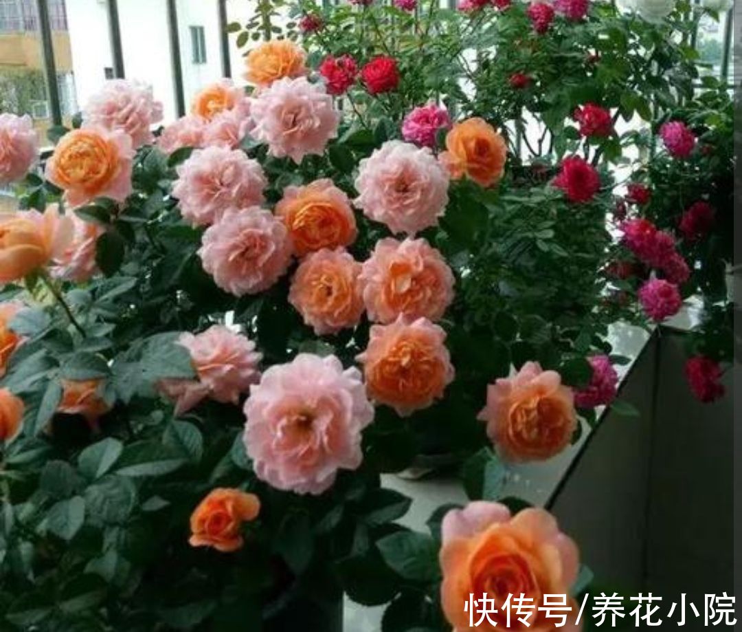 家中温度“太低”，5种花要“干养”，才有利于安全越冬