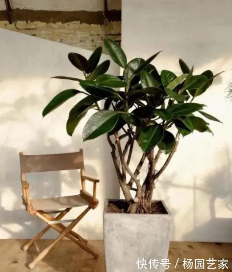 家里养了这些花,冷空气来袭要“保暖”,不然冻坏了剩个空盆