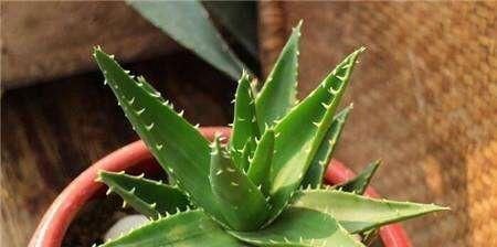 中华芦荟|养芦荟,记住1个小要点,侧芽冒20个,叶片翠绿肥厚,一年爆盆