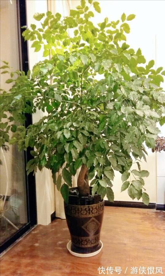 8种“招财树”,养在客厅里,高大笔挺,威武又气派,招财又旺宅