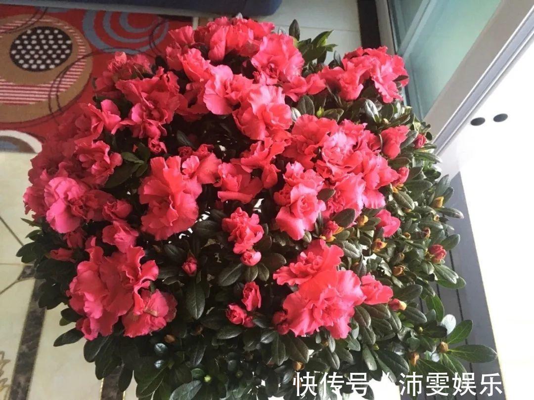 洋桔梗|6种花一天不浇水,叶子就耷拉,缺水3天就死翘!