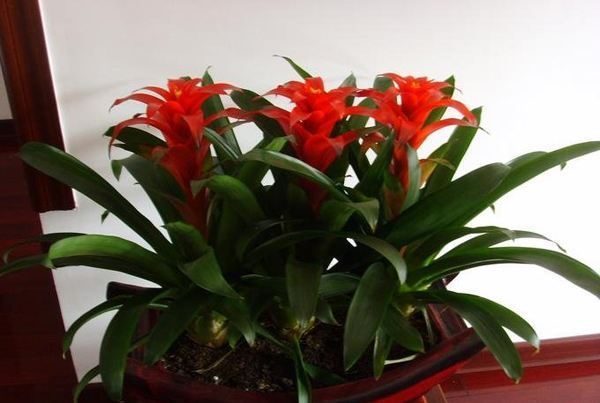 8种有害气体的“天然检测员”,好看又实用,养在家里是一宝