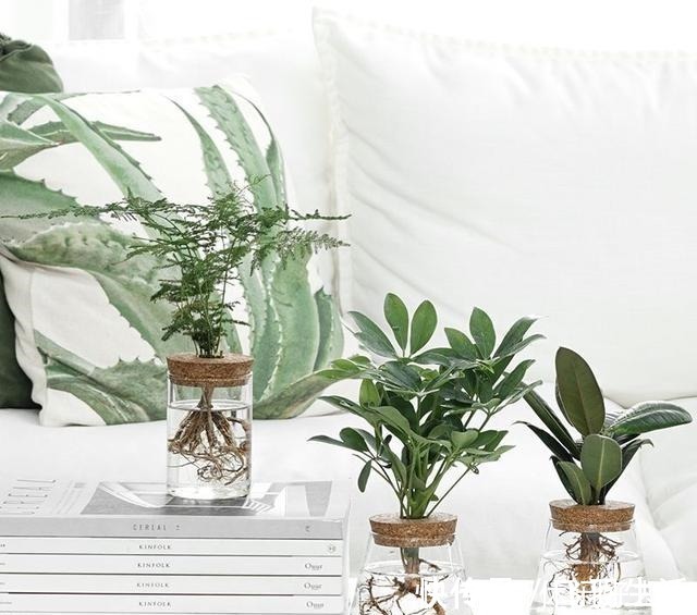 绿萝|这4种花 剪一段枝条丢水里就生根 家中绿意盎然!