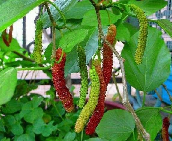 它是“大花王”,开花如盆,花色美艳,养护简单,值得养一盆!