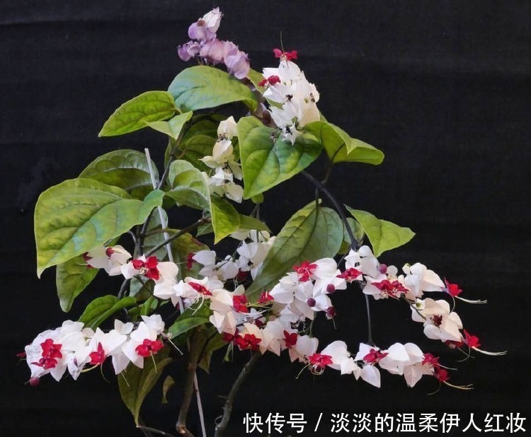 喜欢三角梅，就养盆“珍品”金心双色，心如金丝，开花爆盆成花树