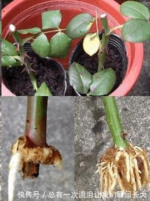 秋天6种花随便扦插都能活，生根发芽快，家里已经没空花盆啦