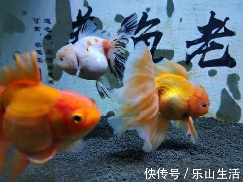 鹦鹉鱼|60鱼缸三条10厘米草金,一张滤棉养三年,这样的情况也很正常