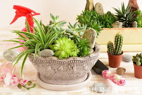 养花15年的经验告诉你,4种水不能用来浇花,科学养好花