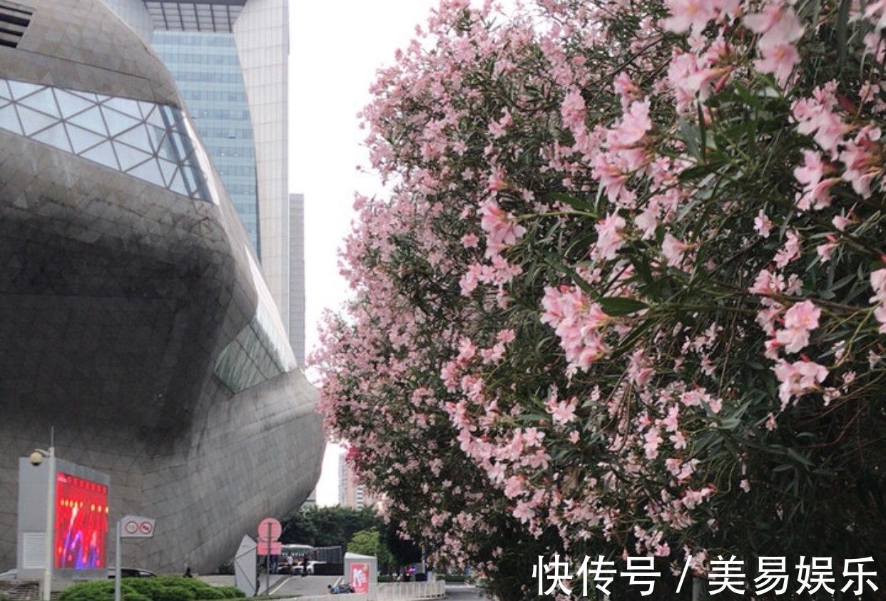 夹竹桃|中国最“表里不一”的花！花开很美却全株含有剧毒，不能随意触碰