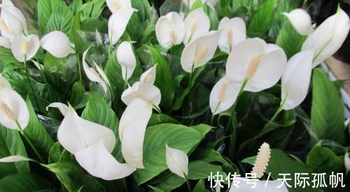 家里养上几种花,比绿萝还好养,有助改善睡眠,是家庭盆栽佳品