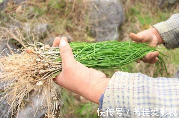 营养|这些蔬菜浑身是宝,不仅鲜脆爽口营养好,而且还便宜实惠