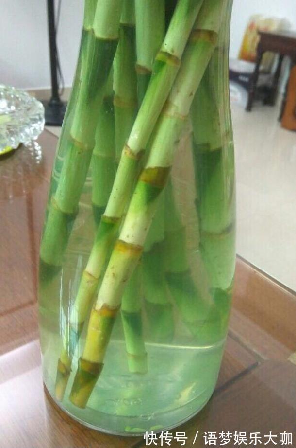 竹报平安|水培富贵竹养着养着就黄叶、不长个?注意4细节,株苗没问题!