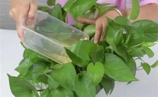 盆土“邦邦硬”，来点自制“松土剂”，半个月土壤松软，正好养花