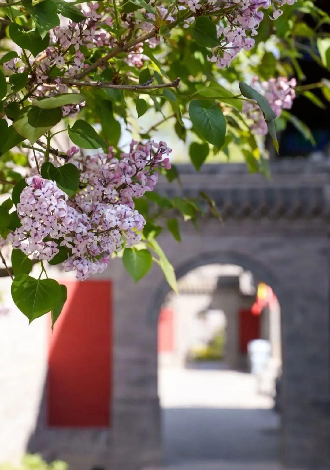 刘玉萍|花海来了！呼和浩特这些地方超美！