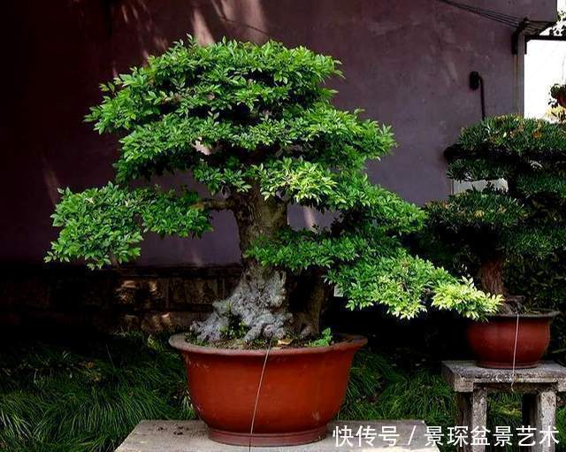 枝条|盆景扦插繁殖难生根?试试这6种自制生根水,生长快还茁壮