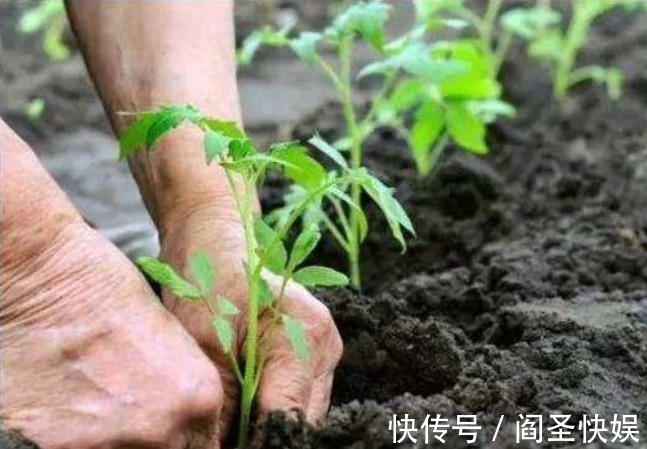 家里的“垃圾”不要扔,教你自制3种肥料,不花钱也能养爆盆