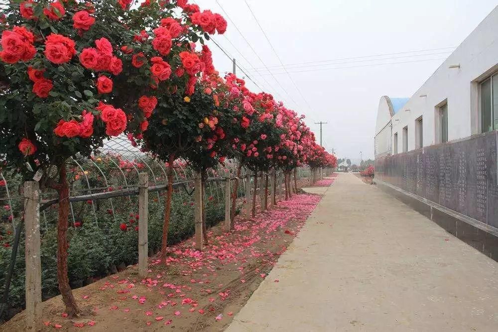 春来一小院，花开满枝头