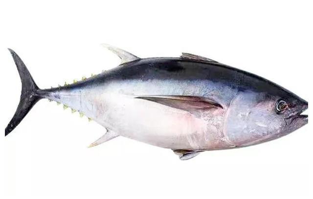 金枪鱼|入秋后,如果不差钱,记得给孩子吃5种深海鱼,DHA含量高