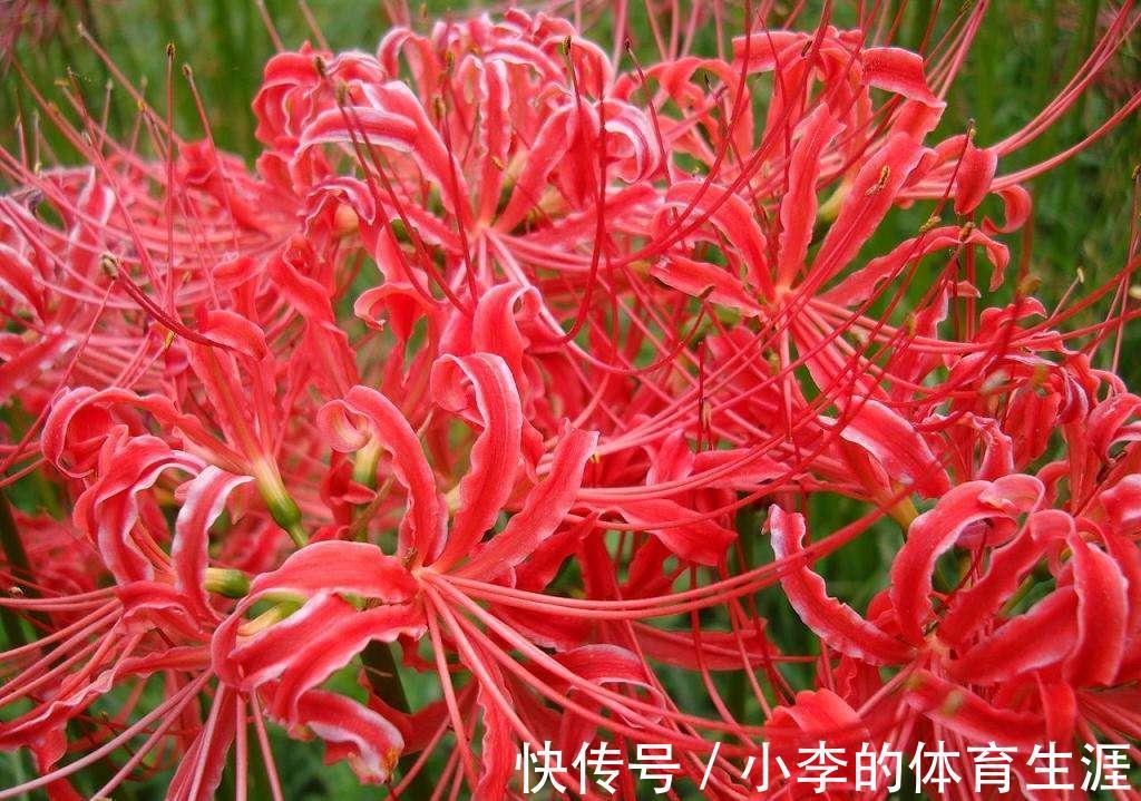 8种“小毒花”,叶子毒性大,家里若养着,光看别动它