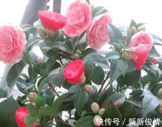 曲瓣|家养这些植物，阳台开出花海，长势好、花色艳，雍容华贵