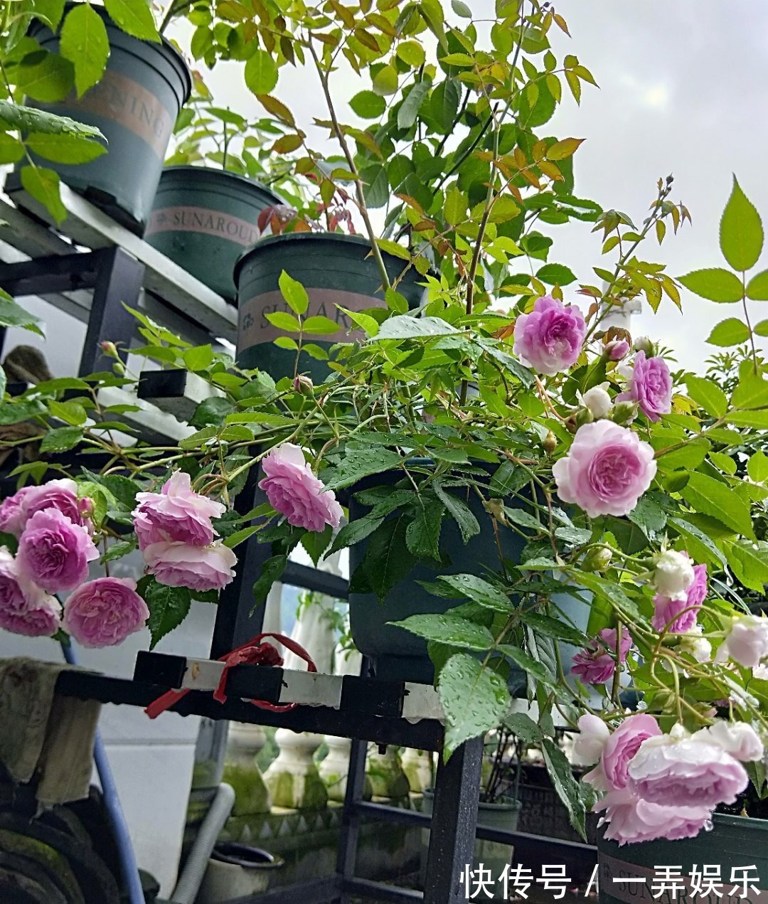 被名字耽误的“三种花”，名字虽土颜值高，关键是高温夏季也勤花