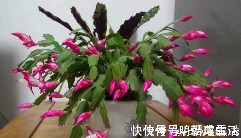 花卉|养花“有窍门”,往盆里撒点“它”,花卉长得旺,呼呼疯长!