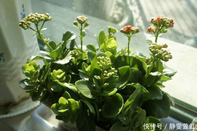 长寿花夏天进入休眠期,怎么养,让它下次开花更多更好