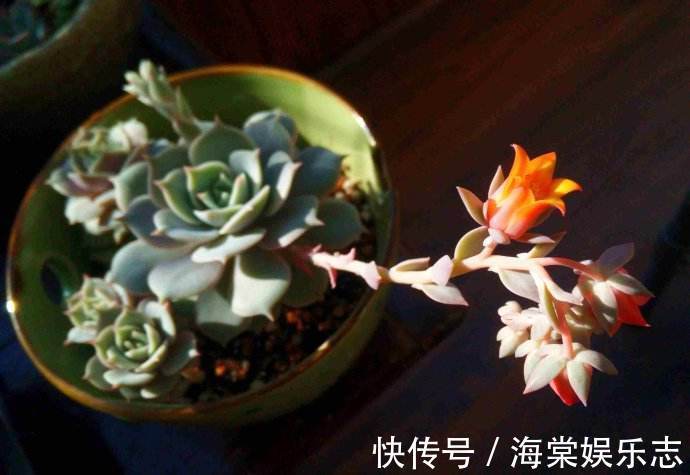 多肉开花可不是什么好事,趁还没开花,抓紧掐掉!